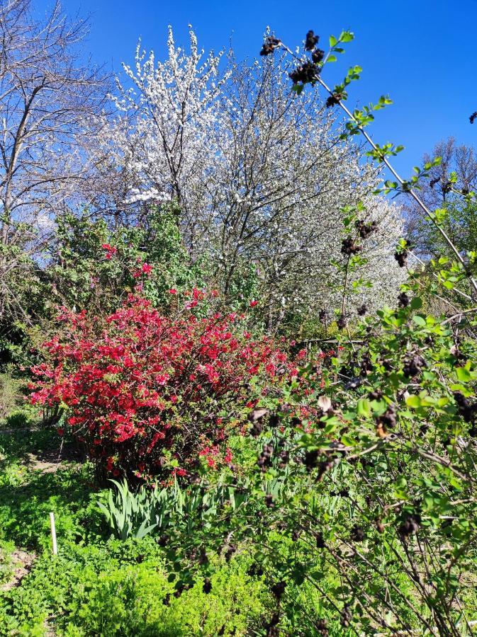 Il Giardino Del Gallo Cherasco Buitenkant foto