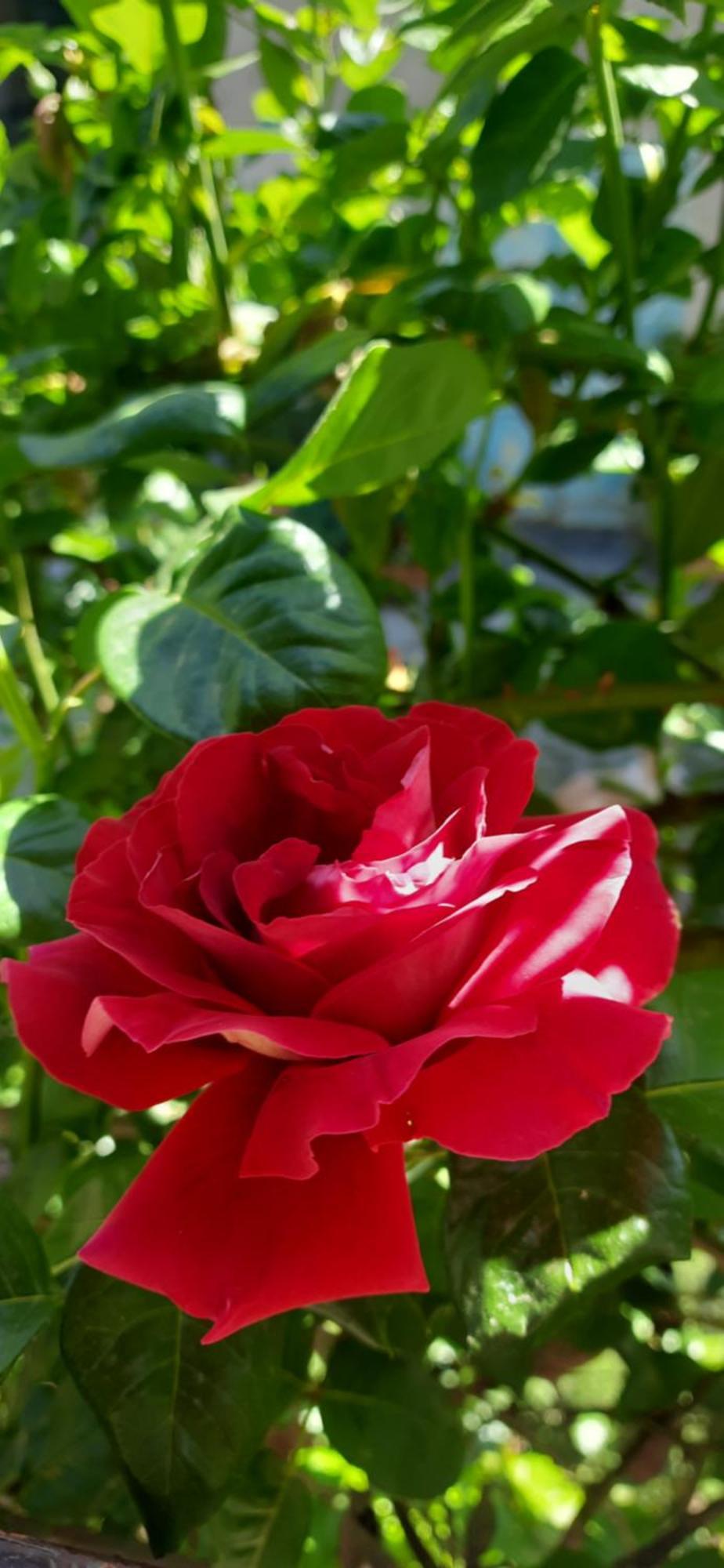 Il Giardino Del Gallo Cherasco Buitenkant foto