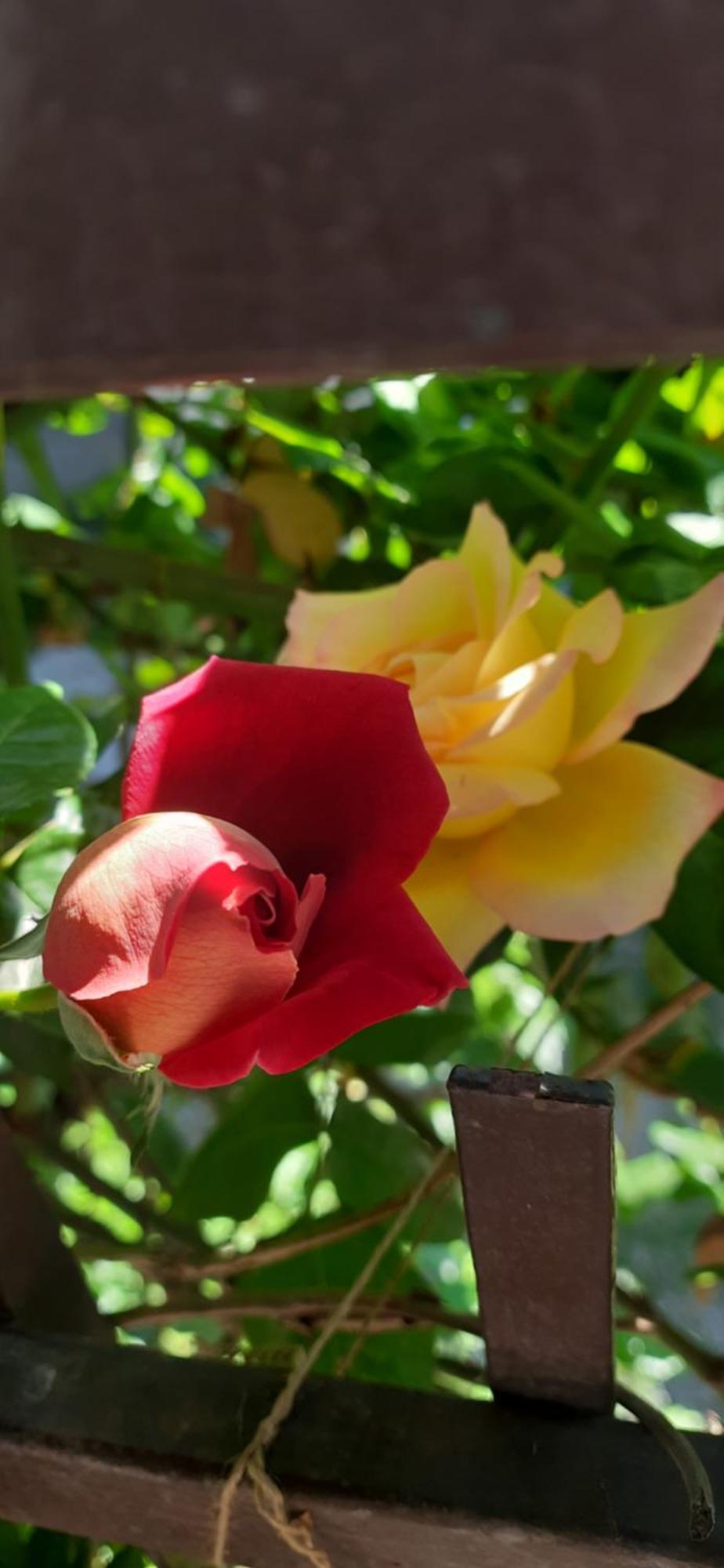 Il Giardino Del Gallo Cherasco Buitenkant foto