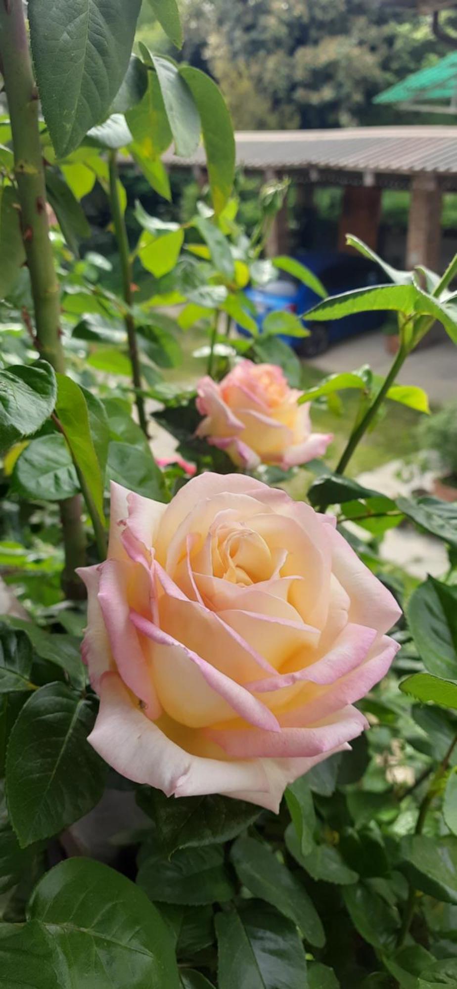Il Giardino Del Gallo Cherasco Buitenkant foto