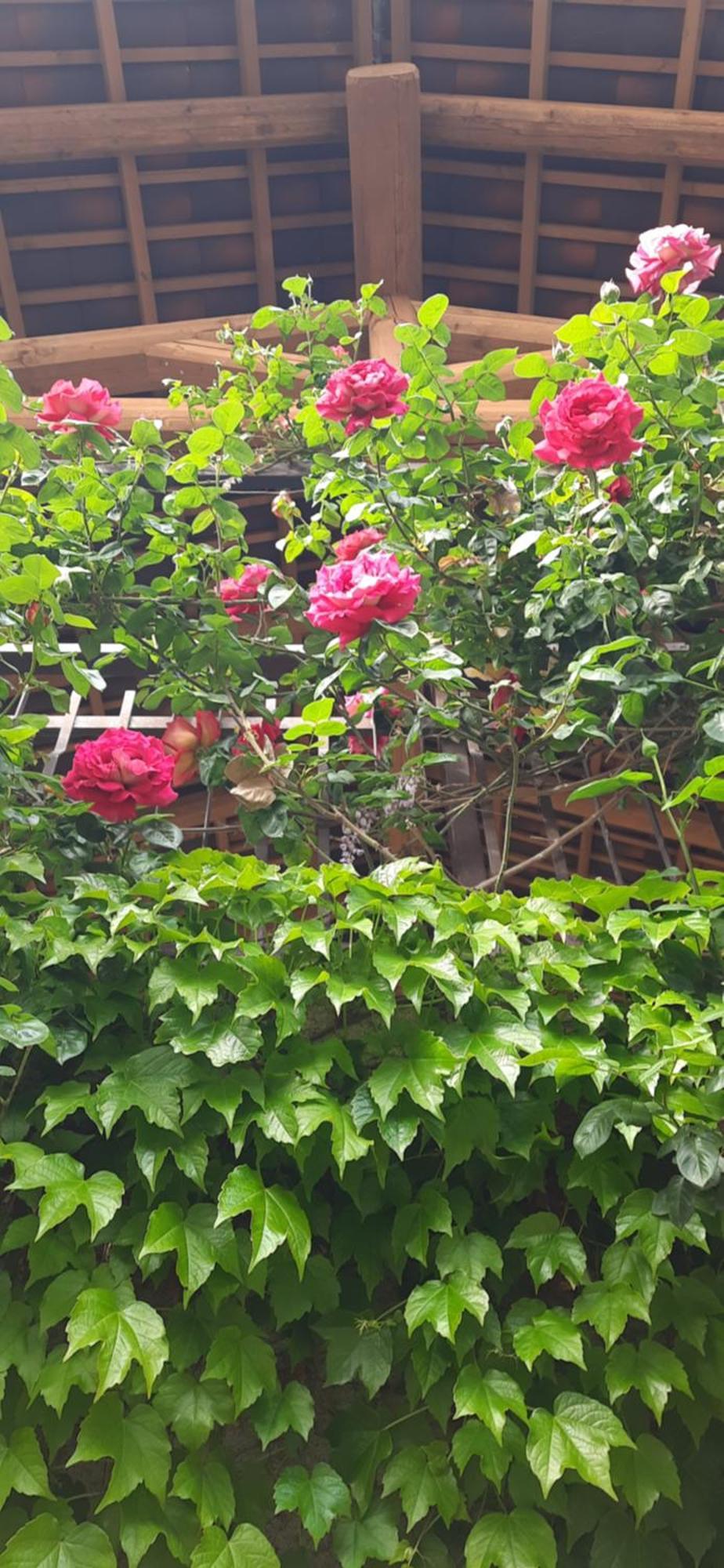 Il Giardino Del Gallo Cherasco Buitenkant foto