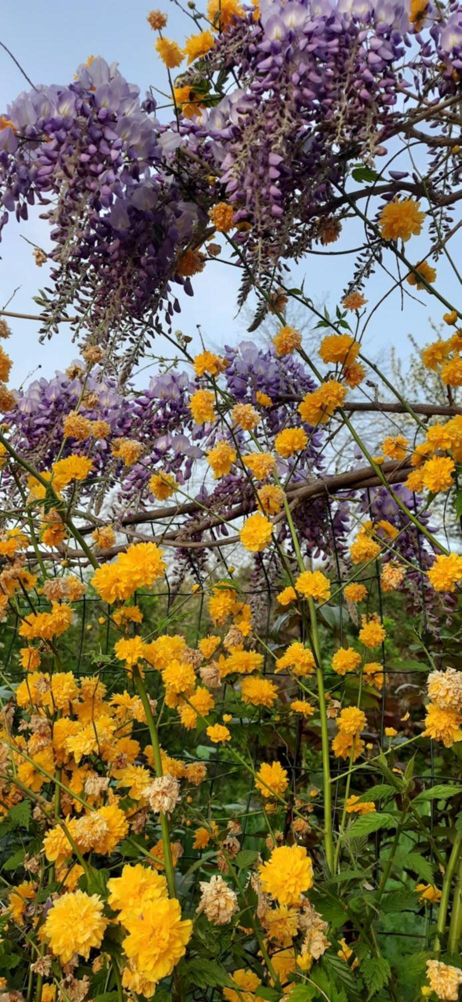 Il Giardino Del Gallo Cherasco Buitenkant foto