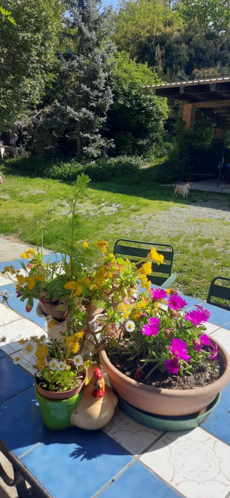 Il Giardino Del Gallo Cherasco Buitenkant foto