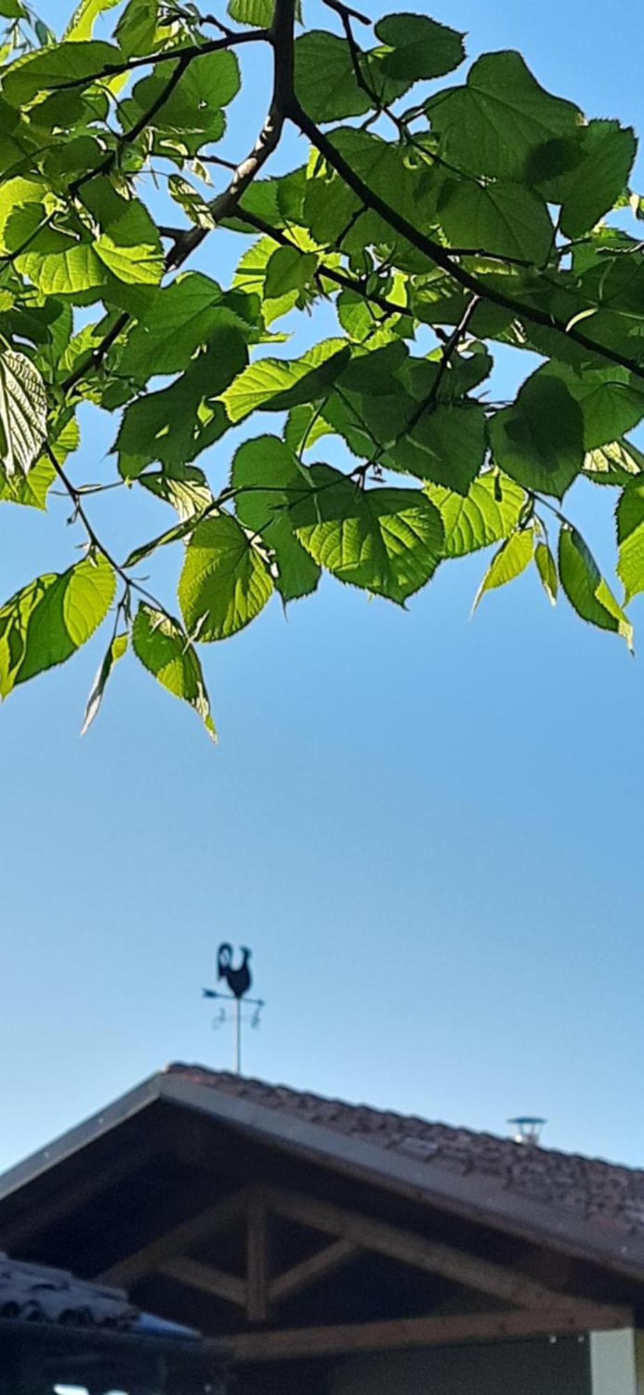 Il Giardino Del Gallo Cherasco Buitenkant foto