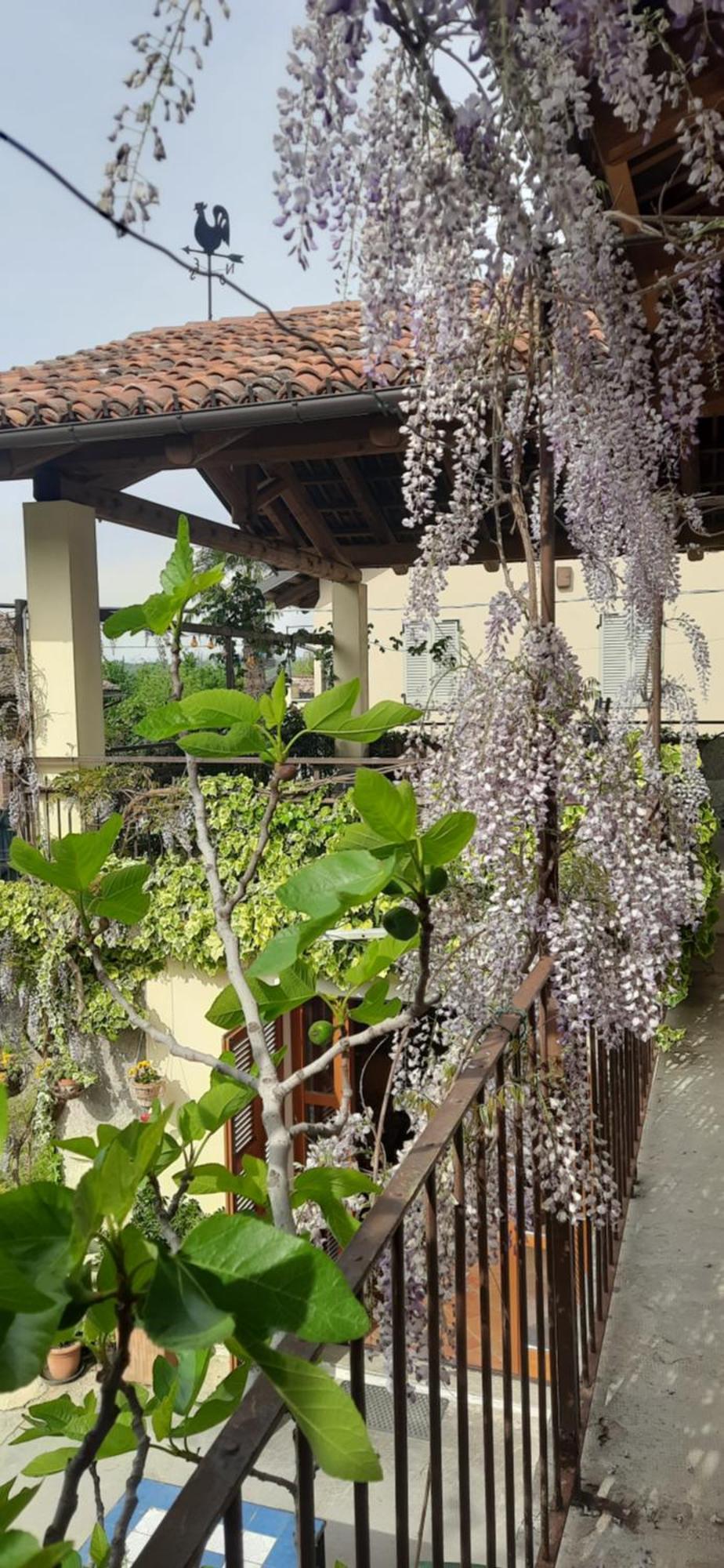 Il Giardino Del Gallo Cherasco Buitenkant foto