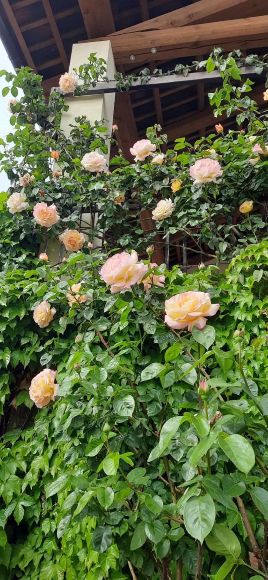 Il Giardino Del Gallo Cherasco Buitenkant foto